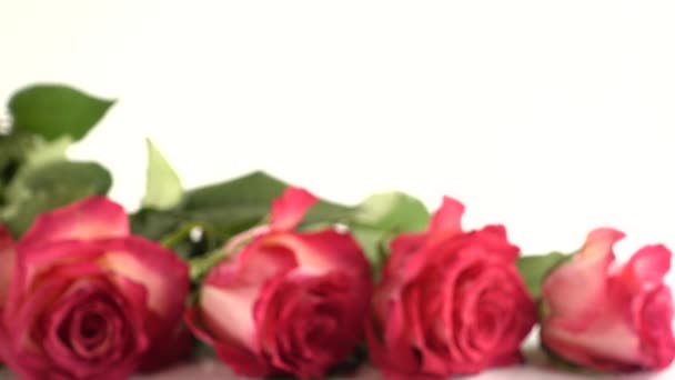 Rose Rosse Sfondo Bianco — Video Stock