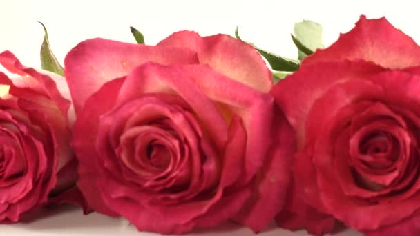 Rosas Rojas Sobre Fondo Blanco — Vídeo de stock