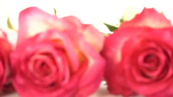 Rote Rosen Auf Weißem Hintergrund — Stockvideo