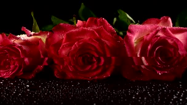 Rosas Rojas Sobre Fondo Negro — Vídeos de Stock