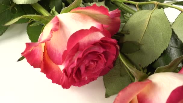 Roses Rouges Sur Fond Blanc — Video