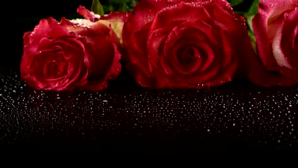 Red Roses Black Background — Stock Video