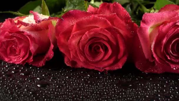 Rosas Rojas Sobre Fondo Negro — Vídeos de Stock