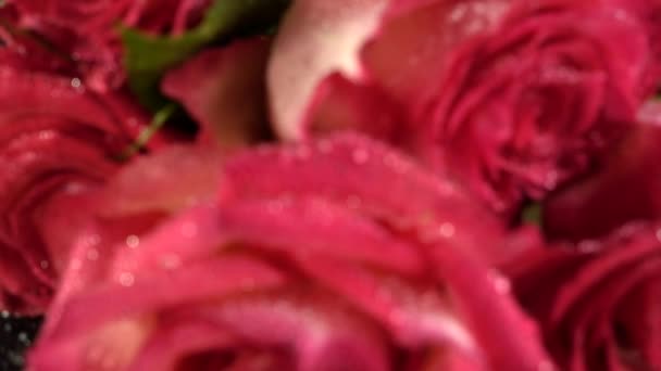 Red Roses Black Background — Stock Video