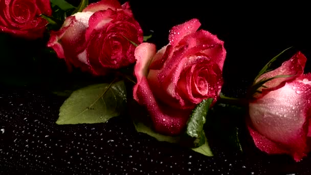 Rose Rosse Sfondo Nero — Video Stock