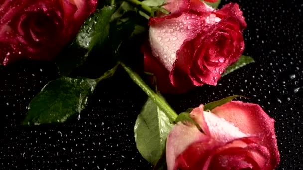 Rote Rosen Auf Schwarzem Hintergrund — Stockvideo