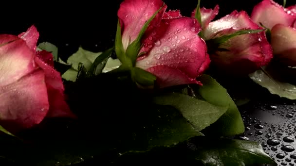 Red Roses Black Background — Stock Video