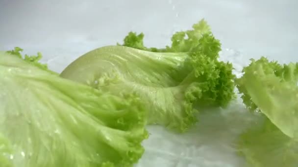 Waschen Der Salatblätter Zeitlupe — Stockvideo