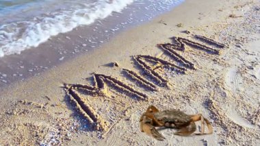 Yengeç ve kumsalda bir yazı. Miami 'nin kuma kazınmış hali. Florida, ABD.