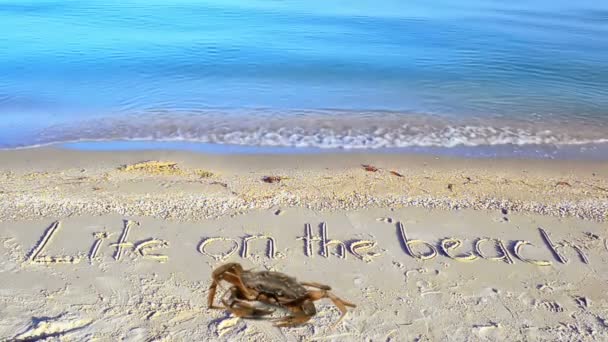 Crab Inscription Sand Beach Inscription Life Beach Sand — Stock Video