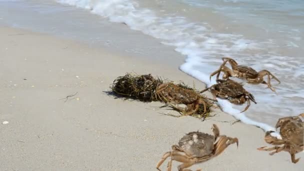 Crab Beach Shooting Beach — Stock Video