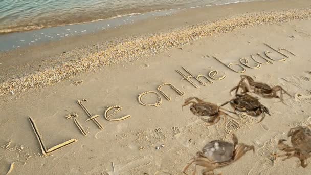 Καβούρι Και Μια Επιγραφή Στην Άμμο Στην Παραλία Επιγραφή Ζωή — Αρχείο Βίντεο