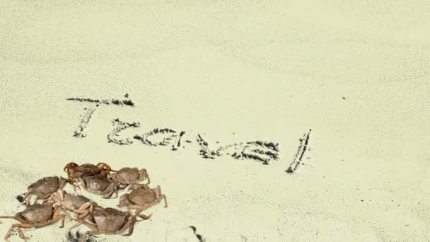 Crabe Une Inscription Sur Sable Plage Inscription Voyage Sur Sable — Video