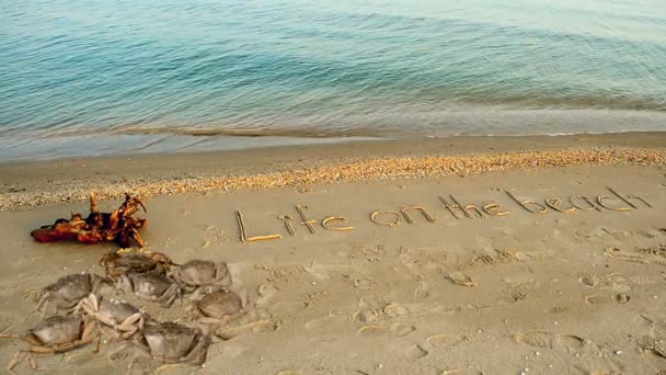 Krabben Und Eine Inschrift Auf Sand Der Strand Inschrift Leben — Stockvideo