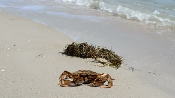 Crabe Sur Plage Tournage Sur Plage — Video