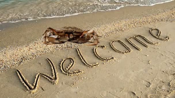 Granchio Iscrizione Sulla Sabbia Sulla Spiaggia Iscrizione Benvenuto Sulla Sabbia — Video Stock