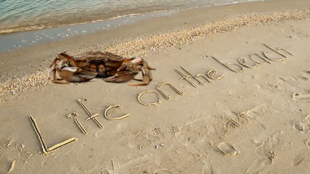 Crab Inscripţie Nisip Plajă Viața Inscripție Plajă Nisip — Videoclip de stoc