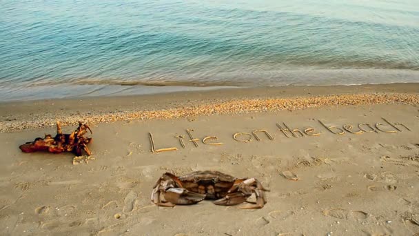 Krabben Und Eine Inschrift Auf Sand Der Strand Inschrift Leben — Stockvideo