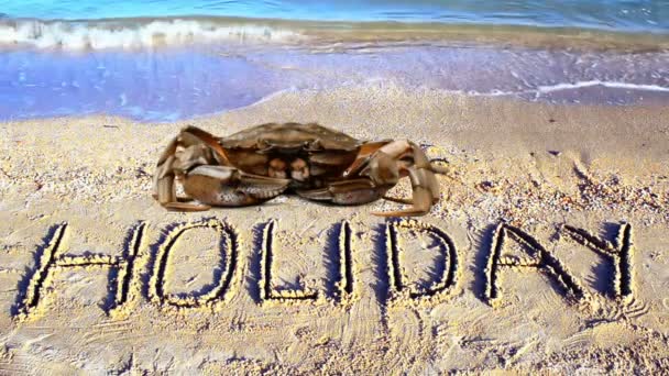 カニと砂の上に碑文は ビーチ 砂の上の単語の休日 — ストック動画