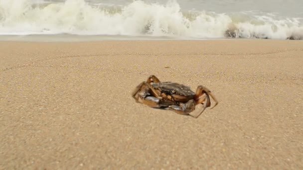 Cangrejo Playa Disparos Playa — Vídeo de stock