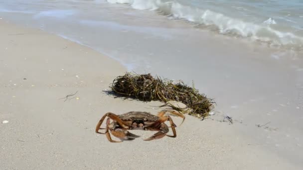 螃蟹在海滩上 海滩上的射击 — 图库视频影像
