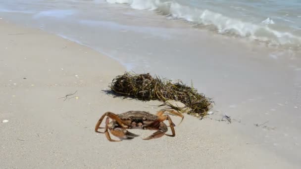 Cangrejo Playa Disparos Playa — Vídeo de stock