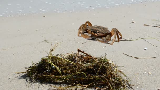 Crab Beach Shooting Beach — Stock Video