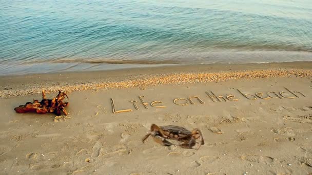 Crabe Une Inscription Sur Sable Plage Inscription Vie Sur Plage — Video