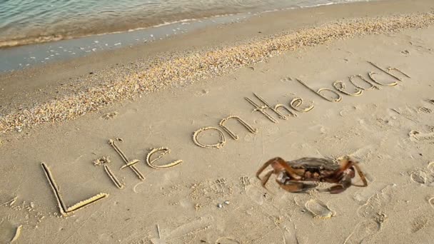 Краб Напис Піску Пляжі Напис Життя Пляжі Піску — стокове відео