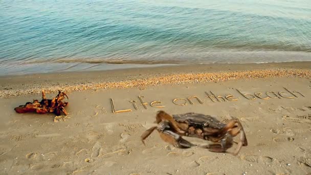 Krab Een Inscriptie Zand Het Strand Inschrijvingsleven Het Strand Zand — Stockvideo