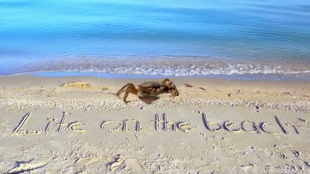 Krab Een Inscriptie Zand Het Strand Inschrijvingsleven Het Strand Zand — Stockvideo