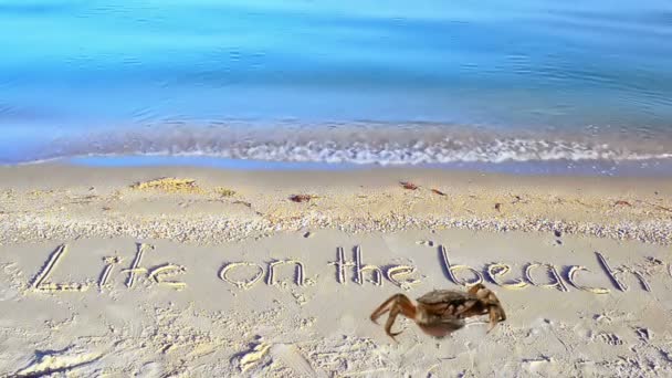 Crabe Une Inscription Sur Sable Plage Inscription Vie Sur Plage — Video