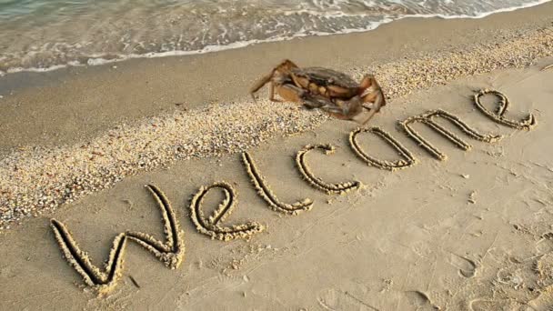 螃蟹和沙滩上的题词 在沙滩上欢迎你的题词 — 图库视频影像