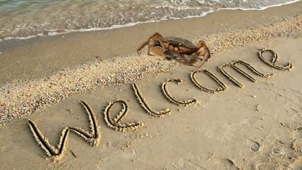 Crab Inscription Sand Beach Inscription Welcome Sand — Stock Video