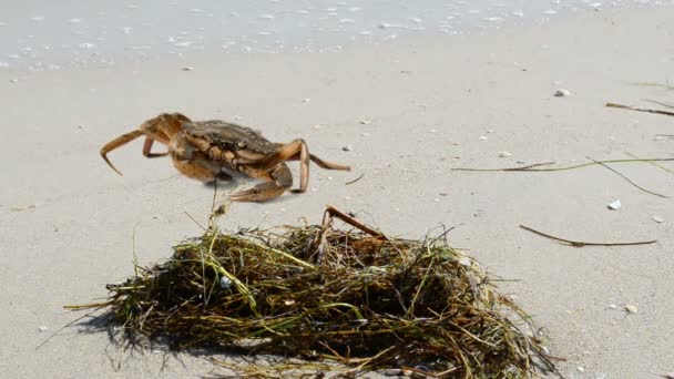 Granchio Sulla Spiaggia Girare Sulla Spiaggia — Video Stock