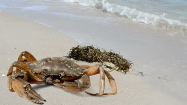 Crab Plajă Împușcături Plajă — Videoclip de stoc