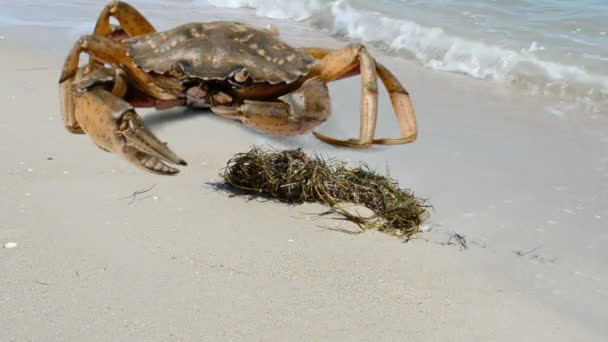 Krab Plaży Strzelanina Plaży — Wideo stockowe