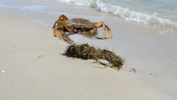 Crab Beach Shooting Beach — Stock Video