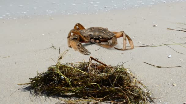 Crab Beach Shooting Beach — Stock Video