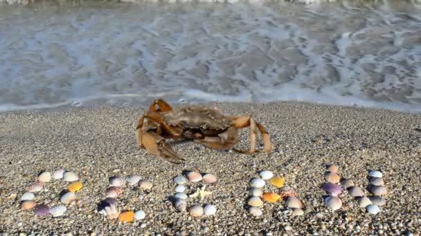 Cangrejo Una Inscripción Arena Playa Inscripción Conchas Océano Arena — Vídeos de Stock