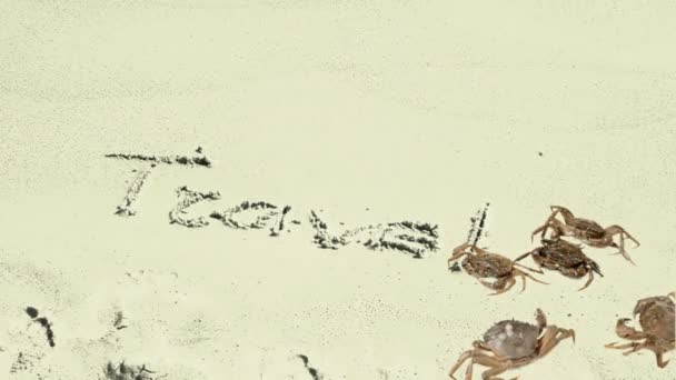 螃蟹和沙滩上的题词 在沙地上登记旅行 — 图库视频影像