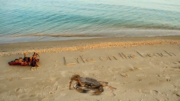 Krabben Und Eine Inschrift Auf Sand Der Strand Inschrift Leben — Stockvideo