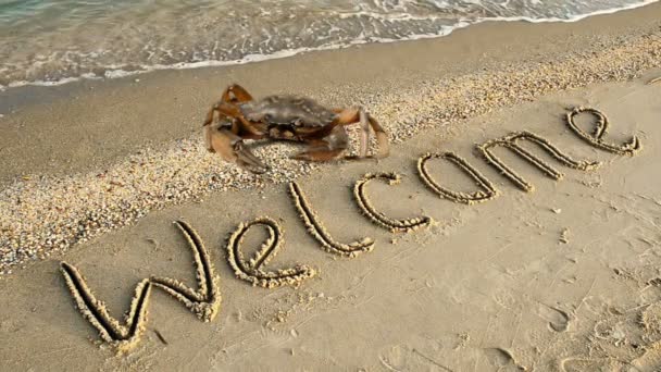螃蟹和沙滩上的题词 在沙滩上欢迎你的题词 — 图库视频影像