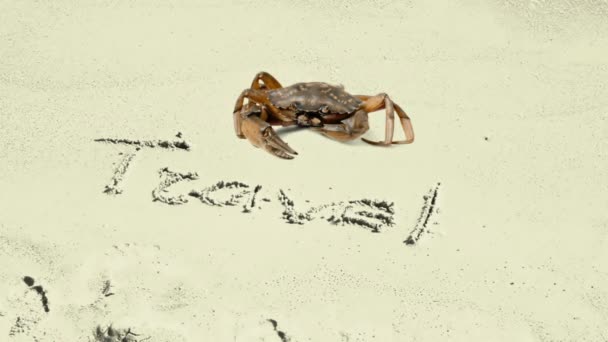螃蟹和沙滩上的题词 在沙地上登记旅行 — 图库视频影像
