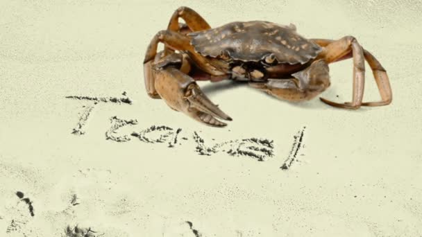 Crab Inscription Sand Beach Inscription Travel Sand — Stock Video