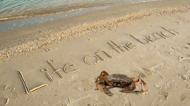 Krabben Und Eine Inschrift Auf Sand Der Strand Inschrift Leben — Stockvideo