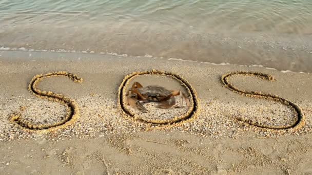 Krabben Und Eine Inschrift Auf Sand Der Strand Die Inschrift — Stockvideo