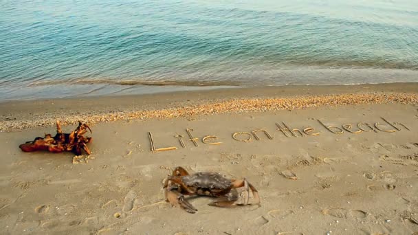 Krabben Und Eine Inschrift Auf Sand Der Strand Inschrift Leben — Stockvideo