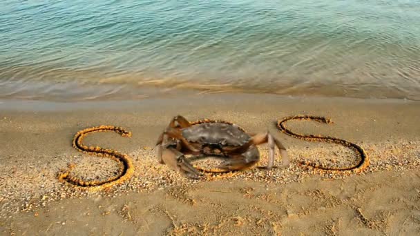 カニと砂の上に碑文は ビーチ 砂の上のSos碑文 — ストック動画