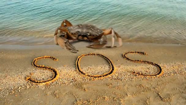 Krab Een Inscriptie Zand Het Strand Inscriptie Sos Zand — Stockvideo